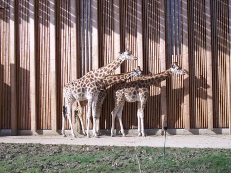 SUPER TRIO GIRAFFES