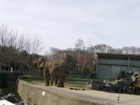 ELEPHANT