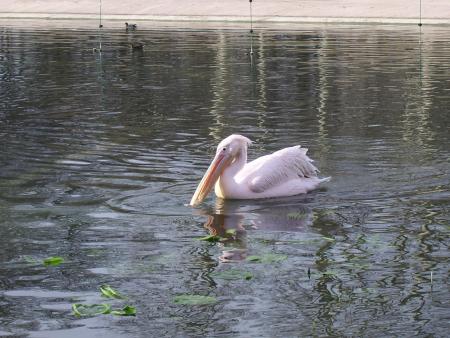 PELICAN