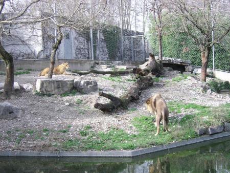 LION & LIONESS