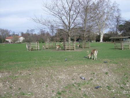 DEER