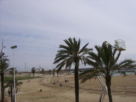 THE BEACH AND PALM TREES