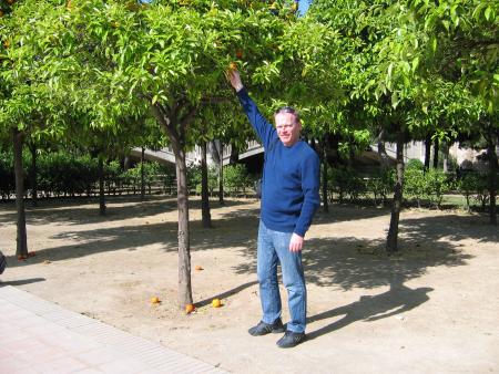ALEX & THE ORANGE TREE