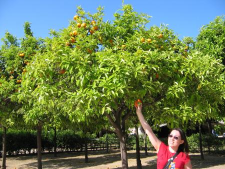 AM & THE ORANGE TREE