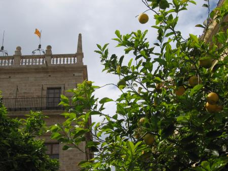 LEMON TREE