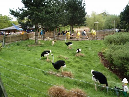LEGO OSTRICHES