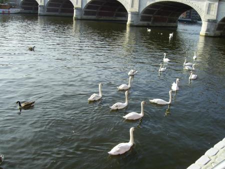 SWANS