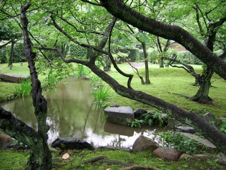 NICE TREES IN SHOSEI-EN