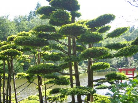 BEAUTIFUL TREES