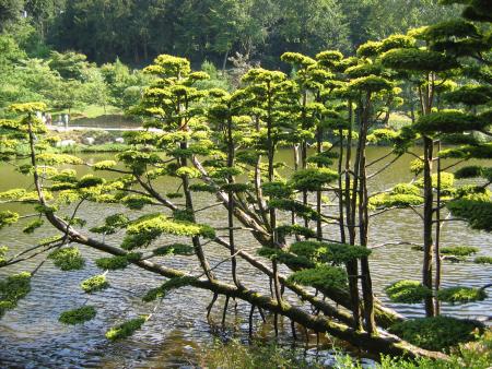 JAPANESE TREES